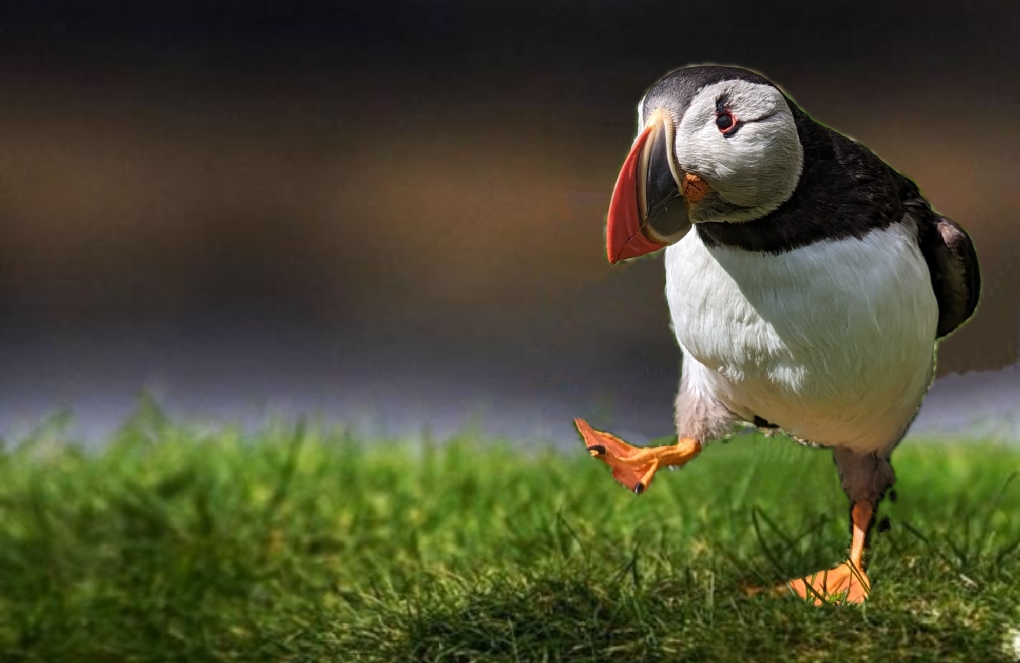 High Quality Unpopular opinion taxidermy puffin Blank Meme Template