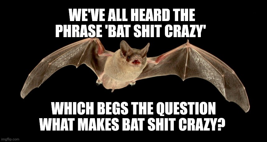 Batty | WE'VE ALL HEARD THE PHRASE 'BAT SHIT CRAZY'; WHICH BEGS THE QUESTION WHAT MAKES BAT SHIT CRAZY? | image tagged in good question | made w/ Imgflip meme maker