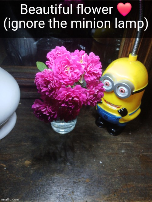 Beautiful flower ❤️ (ignore the minion lamp) | made w/ Imgflip meme maker