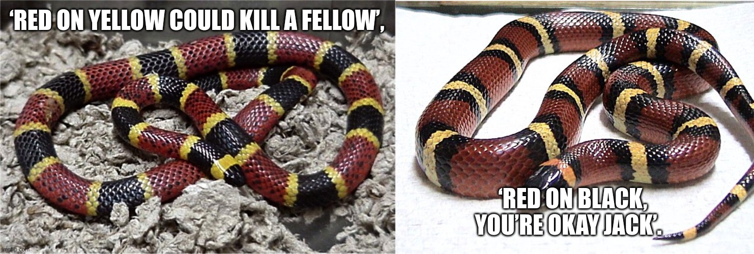 Danger noodles | ‘RED ON YELLOW COULD KILL A FELLOW’, ‘RED ON BLACK, YOU’RE OKAY JACK’. | image tagged in danger noodles | made w/ Imgflip meme maker