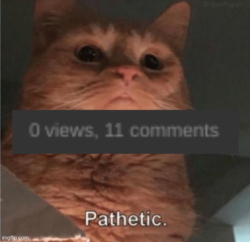 Pathetic Cat | image tagged in pathetic cat | made w/ Imgflip meme maker