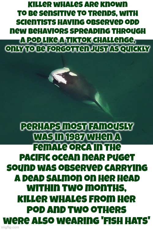 The Killer Whale Challenge | Killer whales are known to be sensitive to trends, with scientists having observed odd new behaviors spreading through a pod like a TikTok challenge, only to be forgotten just as quickly; Perhaps most famously was in 1987 when a female orca in the Pacific Ocean near Puget Sound was observed carrying a dead salmon on her head; within two months, killer whales from her pod and two others were also wearing 'fish hats' | image tagged in tiktok,killer whale,trends,killer whale pod challenge,challenge,memes | made w/ Imgflip meme maker