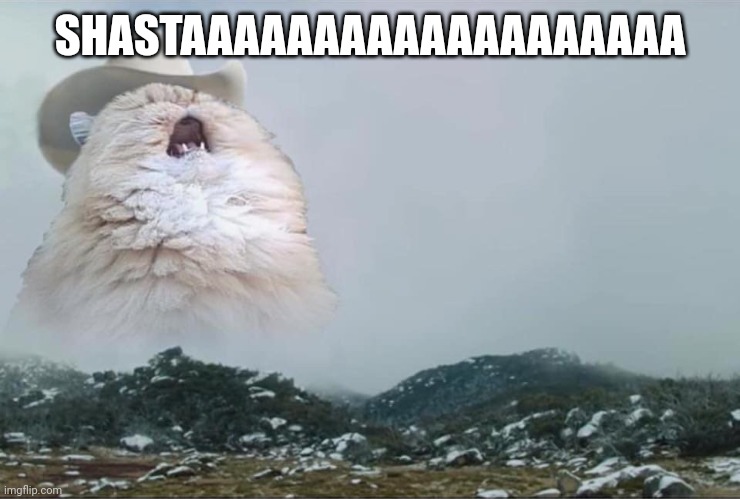 Screaming Cowboy Cat | SHASTAAAAAAAAAAAAAAAAAAA | image tagged in screaming cowboy cat | made w/ Imgflip meme maker