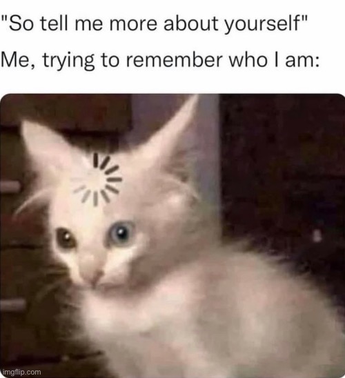 so me lol | image tagged in funny,tell us about yourself,cat,meme,loading | made w/ Imgflip meme maker