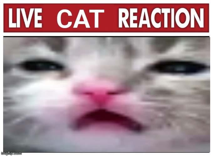 Live reaction | CAT | image tagged in live reaction | made w/ Imgflip meme maker