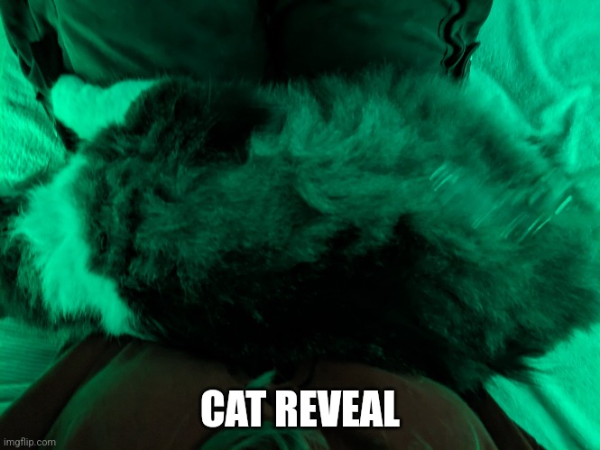 Mr Fluffy Pants | CAT REVEAL | image tagged in cats,face reveal | made w/ Imgflip meme maker