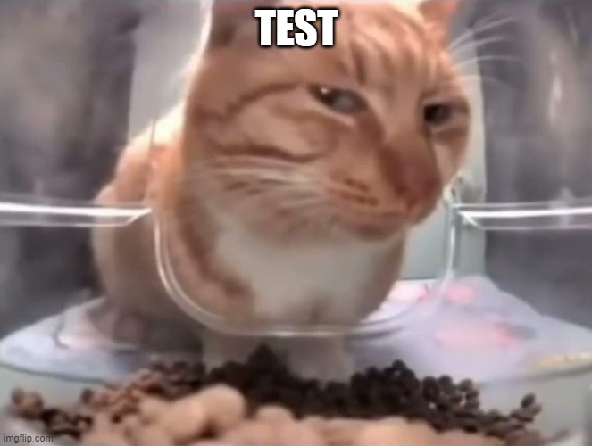 Suspicious cat eating | TEST | image tagged in suspicious cat eating | made w/ Imgflip meme maker