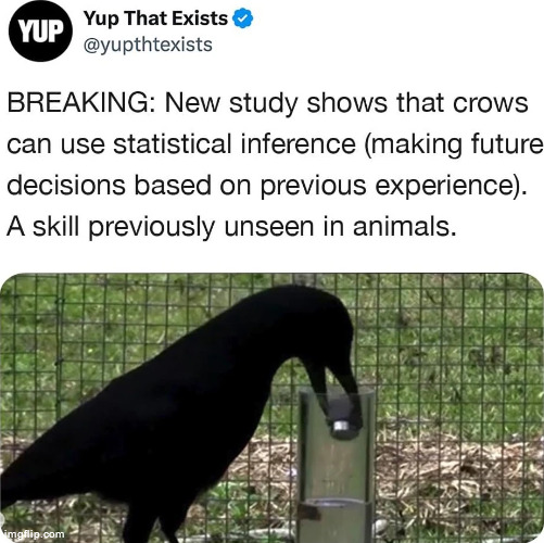 Pretty sure crows are gonna evolve into the next sapient species | made w/ Imgflip meme maker