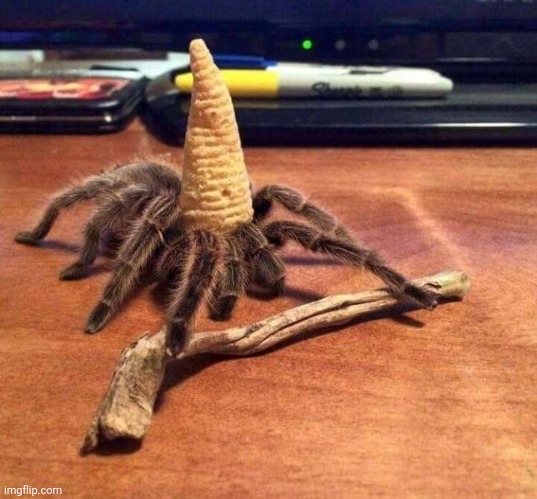 Tarantula Gandalf | image tagged in tarantula gandalf | made w/ Imgflip meme maker