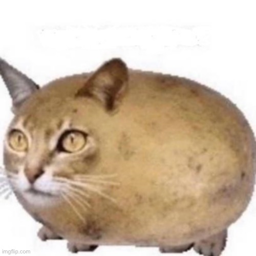 RP with Catato | image tagged in catato | made w/ Imgflip meme maker