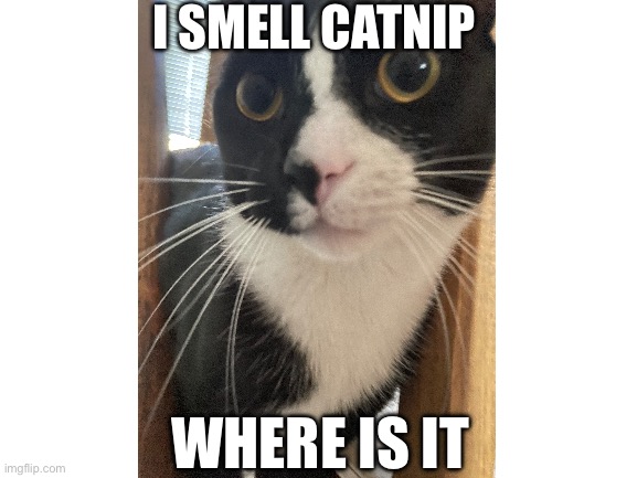 Hand over the catnip | I SMELL CATNIP; WHERE IS IT | image tagged in cats | made w/ Imgflip meme maker