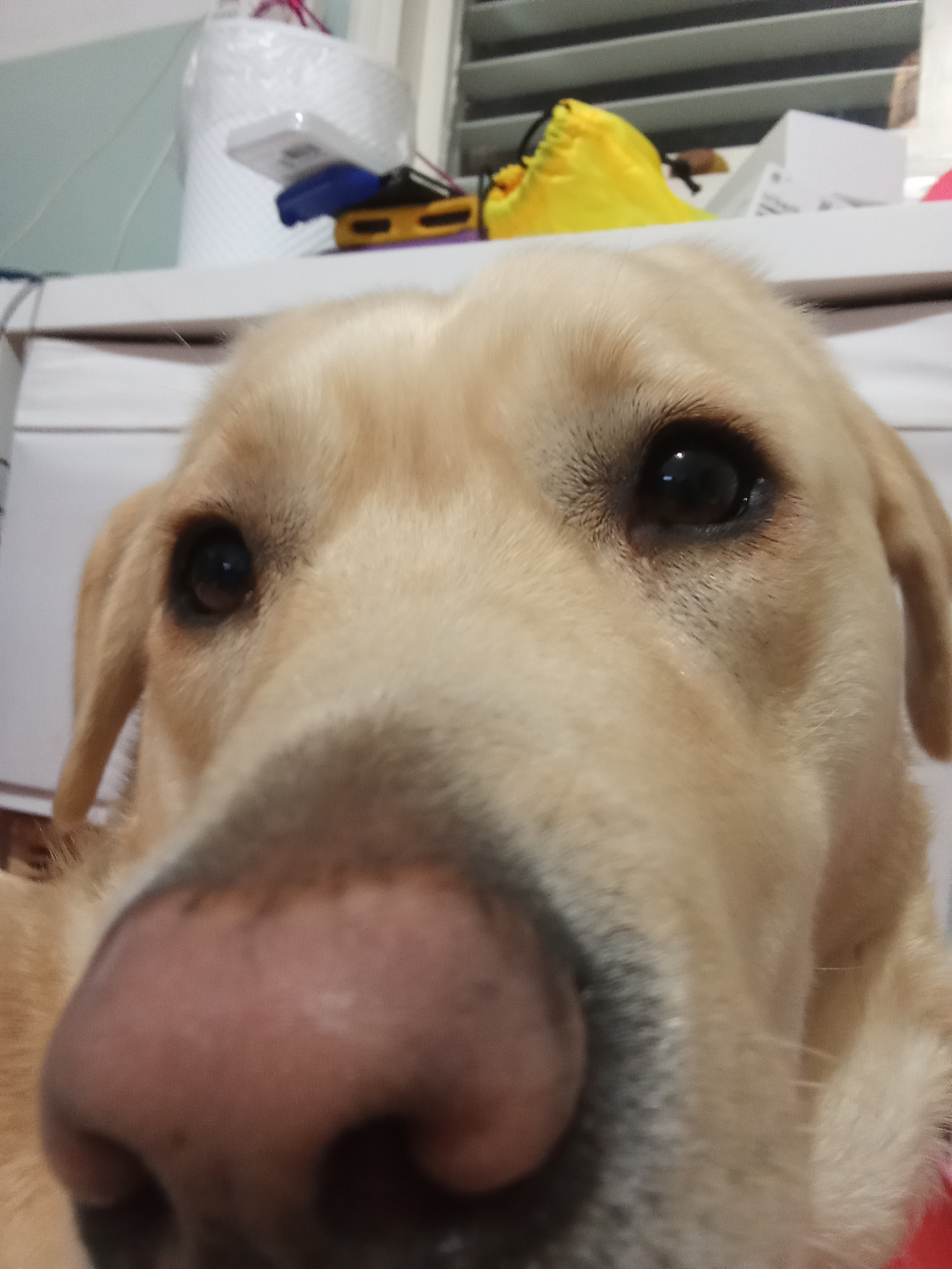 Close up doggo Blank Meme Template