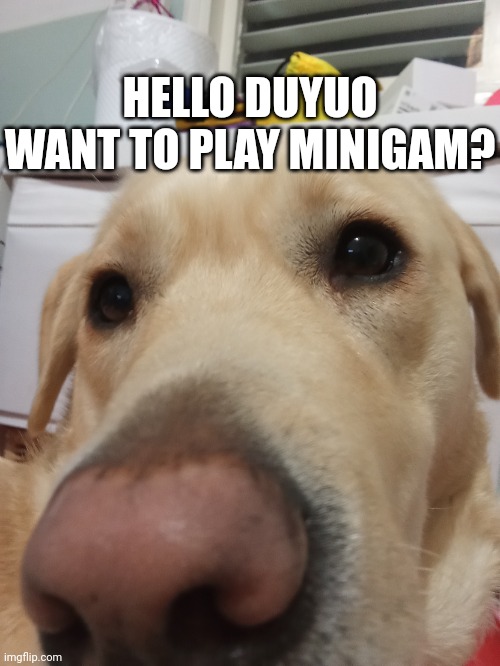 Minigame kids be like | HELLO DUYUO WANT TO PLAY MINIGAM? | image tagged in doggos,gorilla tag | made w/ Imgflip meme maker