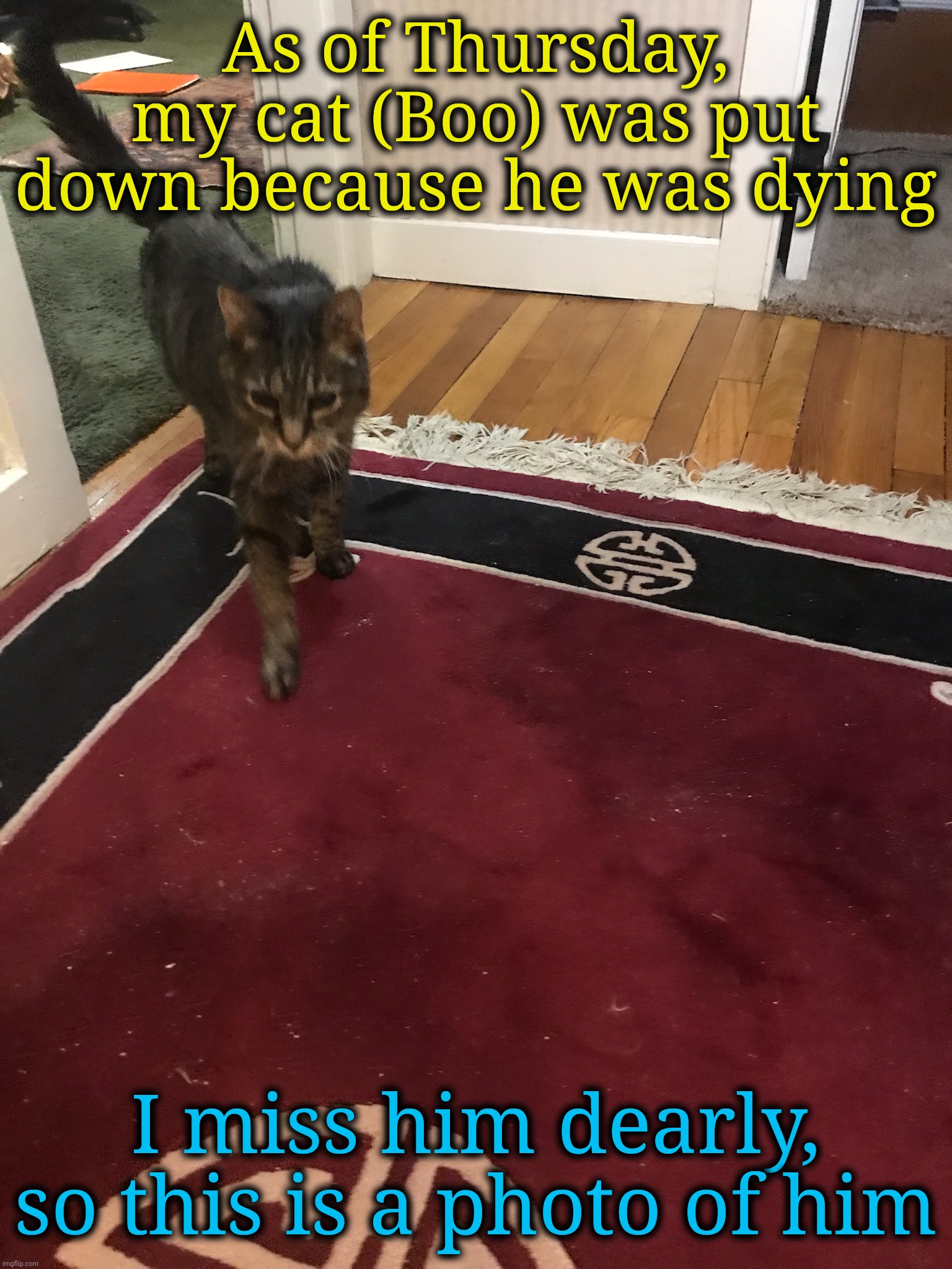 As of Thursday, my cat (Boo) was put down because he was dying; I miss him dearly, so this is a photo of him | made w/ Imgflip meme maker