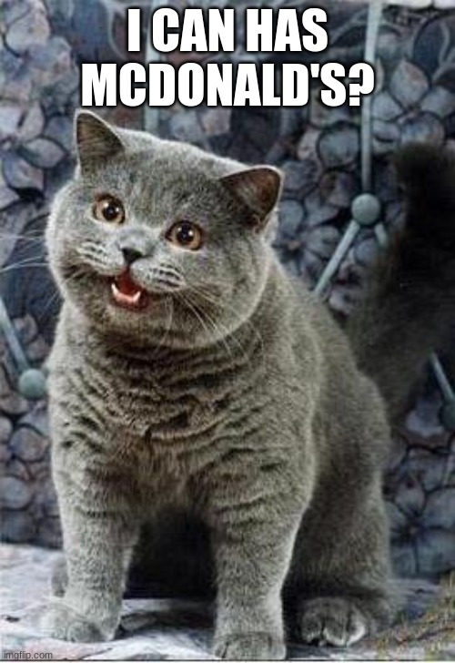 I can has cheezburger cat | I CAN HAS MCDONALD'S? | image tagged in i can has cheezburger cat | made w/ Imgflip meme maker