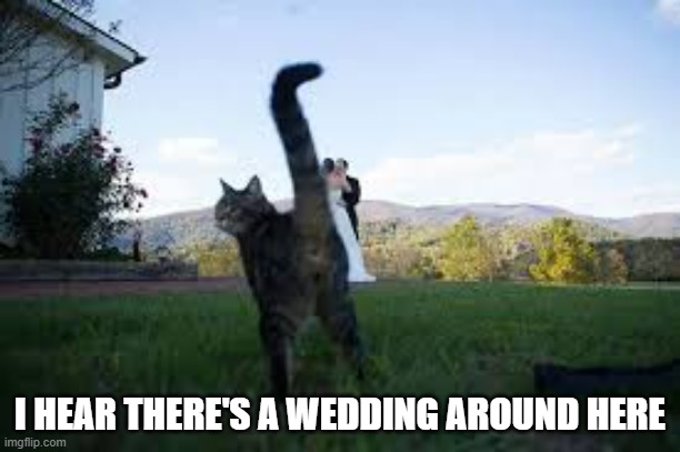 memes by Brad - cat photobombing a weddingt | I HEAR THERE'S A WEDDING AROUND HERE | image tagged in cats,funny,funny cats,kitten,photobombs,humor | made w/ Imgflip meme maker