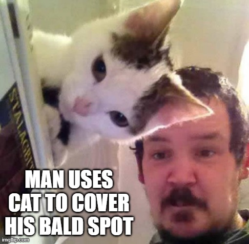 memes by Brad - man hides bald spot with a cat | MAN USES CAT TO COVER HIS BALD SPOT | image tagged in funny,cats,funny cat,kittens,cute kittens,humor | made w/ Imgflip meme maker