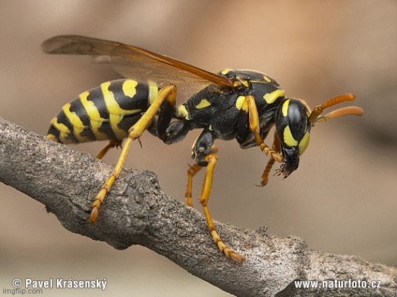 Wasp | image tagged in wasp | made w/ Imgflip meme maker