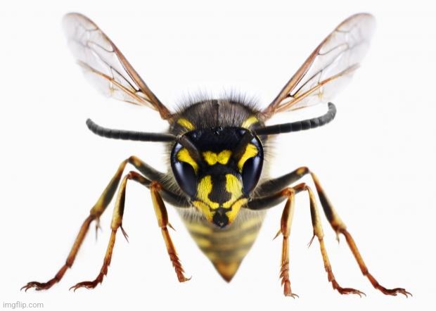 Scumbag Wasp | image tagged in scumbag wasp | made w/ Imgflip meme maker