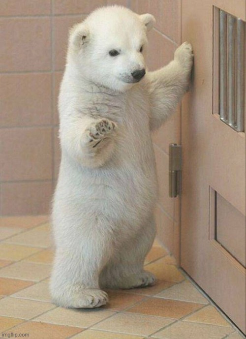 Not now Bear | image tagged in not now bear | made w/ Imgflip meme maker