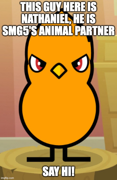 Nathaniel the duck! | THIS GUY HERE IS NATHANIEL, HE IS SMG5'S ANIMAL PARTNER; SAY HI! | image tagged in nathaniel the duck | made w/ Imgflip meme maker
