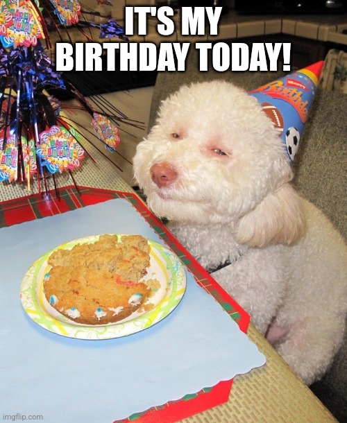 E | IT'S MY BIRTHDAY TODAY! | image tagged in birthday dog | made w/ Imgflip meme maker