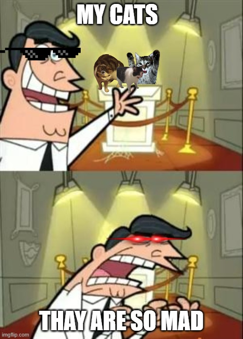 cats | MY CATS; THAY ARE SO MAD | image tagged in memes,this is where i'd put my trophy if i had one | made w/ Imgflip meme maker