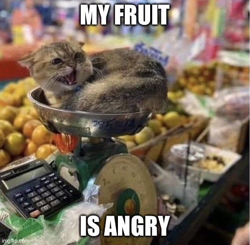 Angry | MY FRUIT; IS ANGRY | image tagged in fruit,cat,angry | made w/ Imgflip meme maker