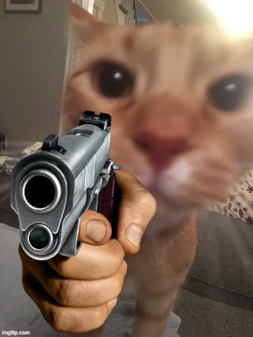 cat pointing gun | image tagged in cat pointing gun | made w/ Imgflip meme maker
