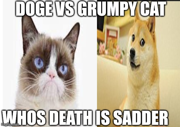 Doge vs grumpy cat | DOGE VS GRUMPY CAT; WHOS DEATH IS SADDER | image tagged in doge,grumpy cat,fight | made w/ Imgflip meme maker