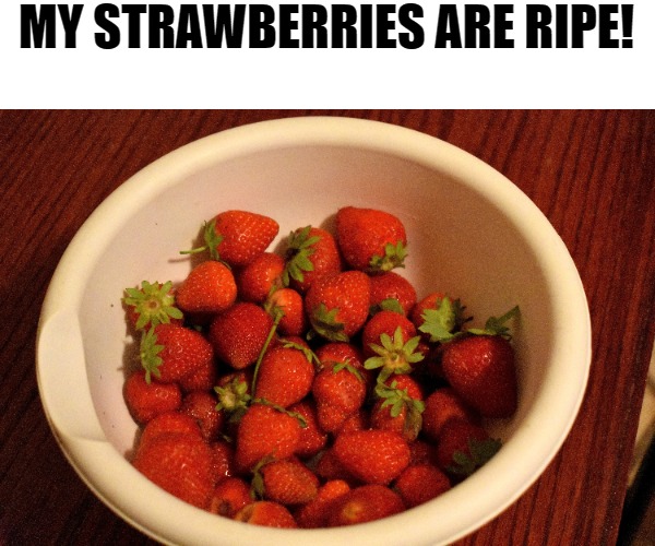 MY STRAWBERRIES ARE RIPE! | made w/ Imgflip meme maker