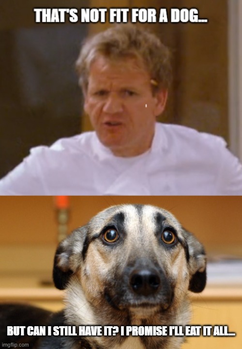 Gordon Ramsey's Dog | BUT CAN I STILL HAVE IT? I PROMISE I'LL EAT IT ALL... | image tagged in ramsey,dog,hungry | made w/ Imgflip meme maker