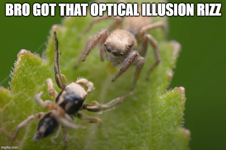 Jumping Sider Rizz | BRO GOT THAT OPTICAL ILLUSION RIZZ | image tagged in memes,facts,biology,spider,funny memes | made w/ Imgflip meme maker