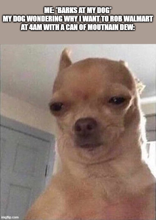 High chiuaua | ME: *BARKS AT MY DOG*
MY DOG WONDERING WHY I WANT TO ROB WALMART AT 4AM WITH A CAN OF MOUTNAIN DEW: | image tagged in high chiuaua,memes,funny,walmart | made w/ Imgflip meme maker