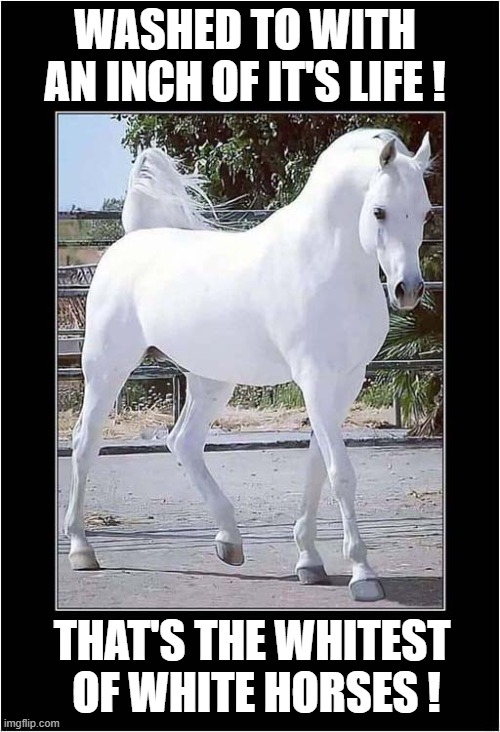 Wow ... A White Horse ! | WASHED TO WITH AN INCH OF IT'S LIFE ! THAT'S THE WHITEST
 OF WHITE HORSES ! | image tagged in white,horse,alliteration | made w/ Imgflip meme maker