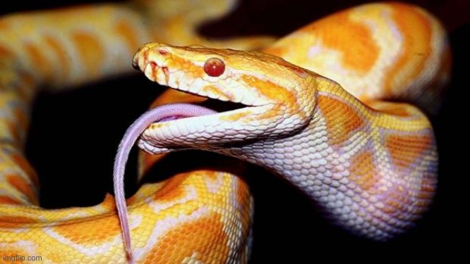 high af snake | image tagged in high af snake | made w/ Imgflip meme maker