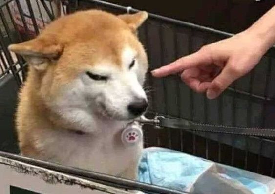 Shiba Inu Gets Pointed At By Hooman Blank Meme Template