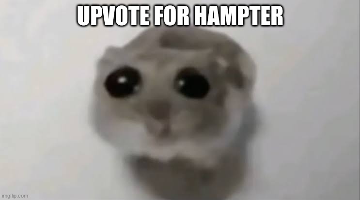 Sad Hamster | UPVOTE FOR HAMPTER | image tagged in sad hamster | made w/ Imgflip meme maker
