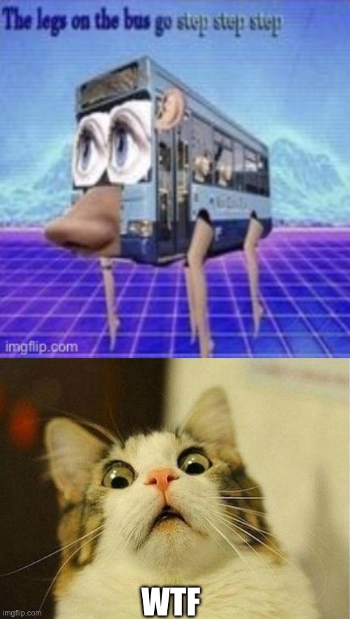 What | WTF | image tagged in memes,scared cat | made w/ Imgflip meme maker