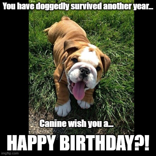 Happy Birthday | You have doggedly survived another year... Canine wish you a... HAPPY BIRTHDAY?! | image tagged in black square,dog,pun,bulldog | made w/ Imgflip meme maker