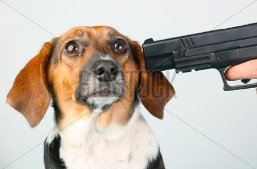Timesheet or doggy gets it Blank Meme Template