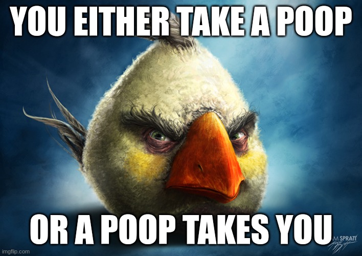 Realistic Angry Bird (Mathilda) | YOU EITHER TAKE A POOP; OR A POOP TAKES YOU | image tagged in realistic angry bird mathilda | made w/ Imgflip meme maker