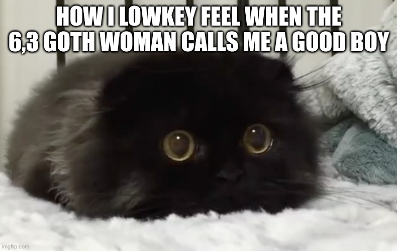Smol cat bean | HOW I LOWKEY FEEL WHEN THE 6,3 GOTH WOMAN CALLS ME A GOOD BOY | image tagged in smol cat bean | made w/ Imgflip meme maker