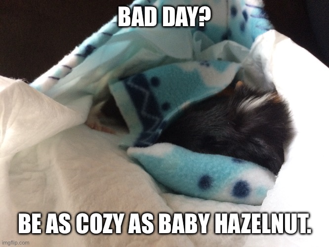 Picture of my oldest guinea pig as a baby using a tiny pillow. | BAD DAY? BE AS COZY AS BABY HAZELNUT. | image tagged in baby guinea pig,guinea pig,pillow,adorable,cute | made w/ Imgflip meme maker