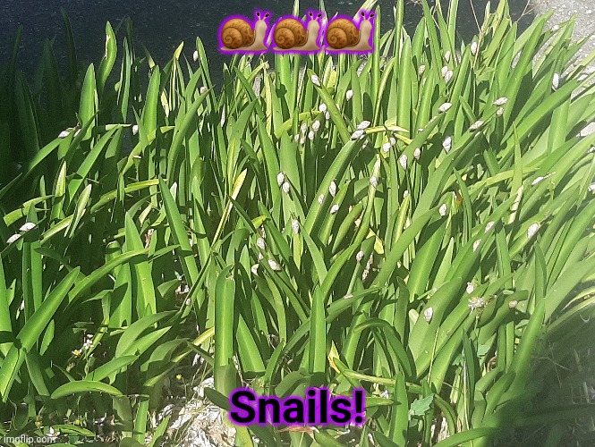 Lots of snails on the bush outside my house :3 | 🐌🐌🐌; Snails! | made w/ Imgflip meme maker