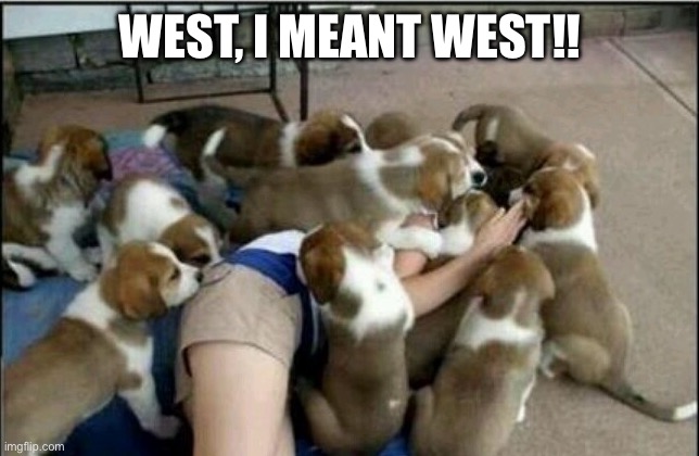 Dogpile | WEST, I MEANT WEST!! | image tagged in dogpile | made w/ Imgflip meme maker