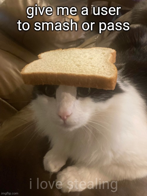 bread cat | give me a user to smash or pass; i love stealing | image tagged in bread cat | made w/ Imgflip meme maker