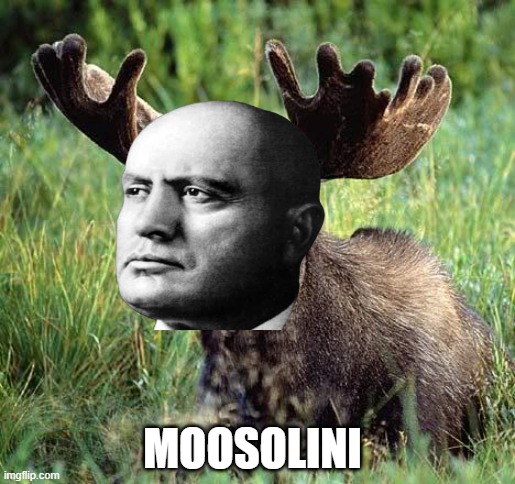 Smiling moose | MOOSOLINI | image tagged in smiling moose | made w/ Imgflip meme maker