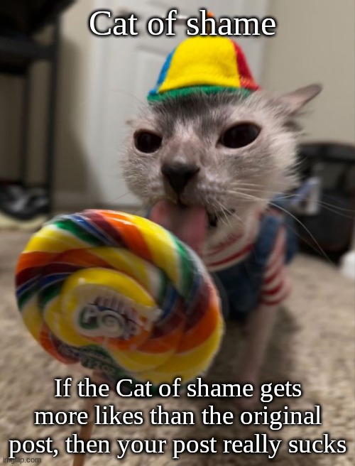 cat of shame Blank Meme Template