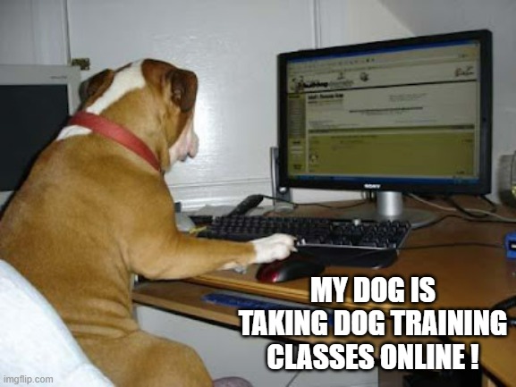 memes by Brad - My dog is taking training classes online - humor | MY DOG IS TAKING DOG TRAINING CLASSES ONLINE ! | image tagged in funny,gaming,computer,funny dogs,online school,training | made w/ Imgflip meme maker